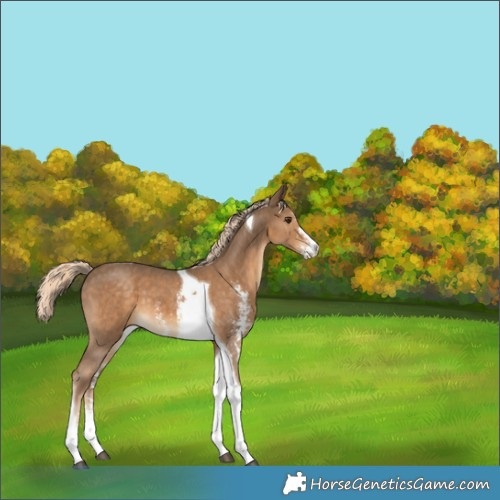 Horse Color:Chocolate Palomino Sabino Tobiano