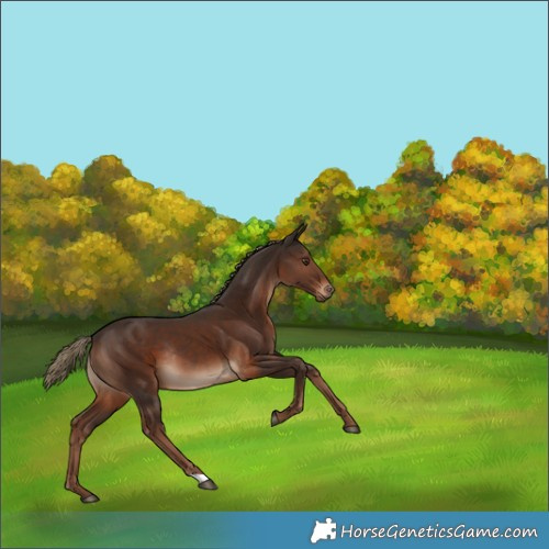 Horse Color:Liver Chestnut Rabicano