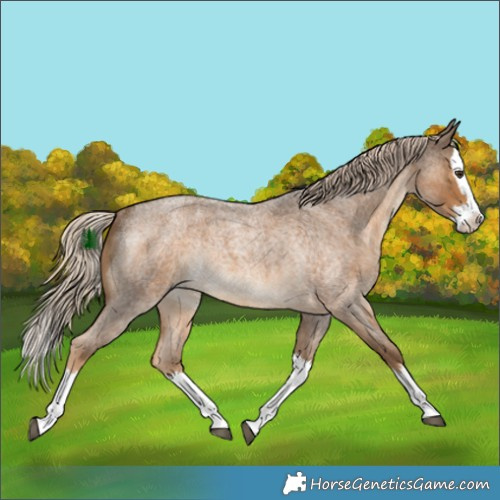 Horse Color:Chocolate Palomino Roan Splash Rabicano 