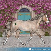 Horse Color:Chocolate Palomino Roan Splash Rabicano 