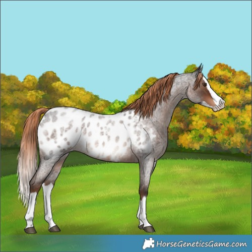 Horse Color:Liver Red Roan Splash Appaloosa Rabicano 