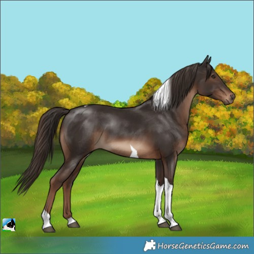 Horse Color:Liver Chestnut Tobiano 