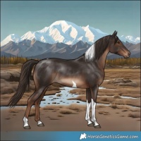Horse Color:Liver Chestnut Tobiano