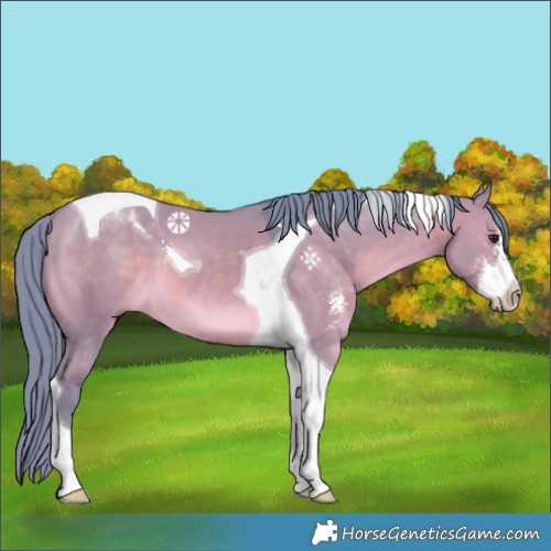 Horse Color:Watercolor Brown Dun Sabino Tobiano 