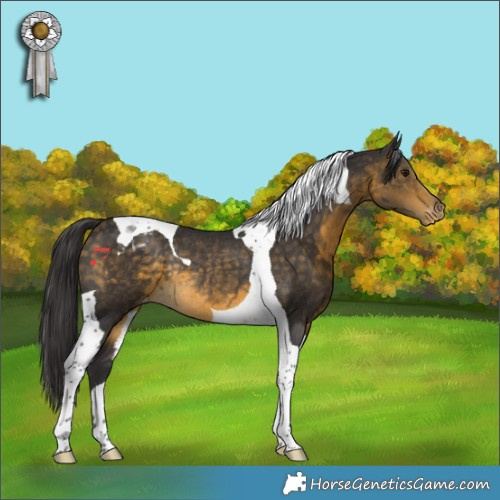Horse Color:Buckskin Tobiano Varnish Rabicano
