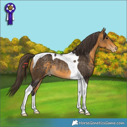 Horse Color:Buckskin Tobiano Appaloosa Rabicano 