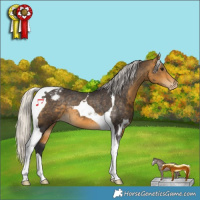 Horse Color:Silver Buckskin Tobiano Appaloosa Rabicano