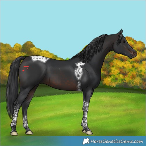 Horse Color:Brown Tobiano