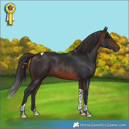 Horse Color:Brown Tobiano 