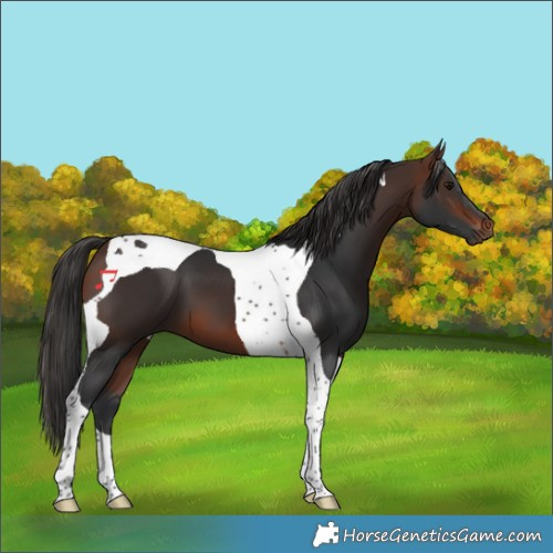 Horse Color:Brown Tobiano 