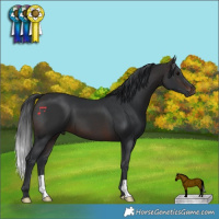 Horse Color:Brown 