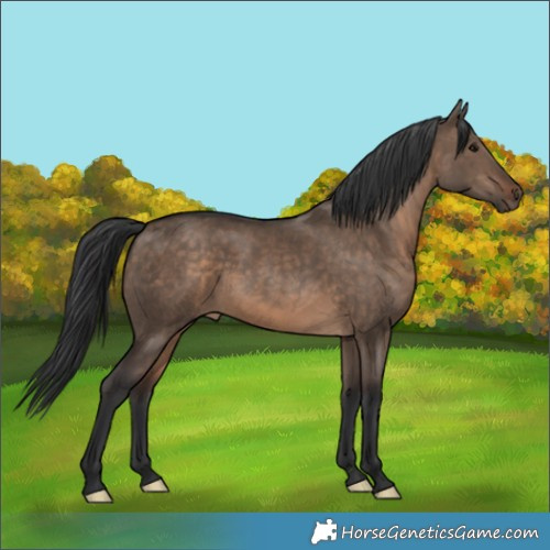Horse Color:Brown Dun