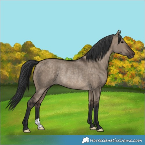 Horse Color:Brown Dun Rabicano 