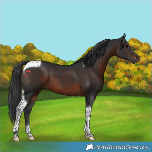 Horse Color:Brown Tobiano 