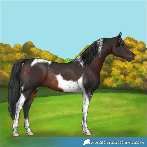 Horse Color:Brown Tobiano Rabicano