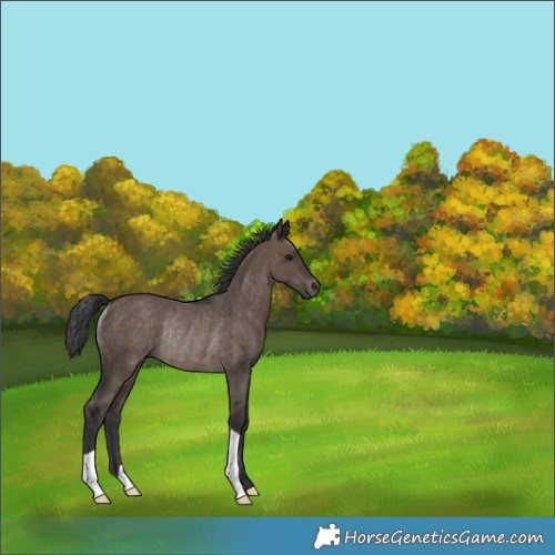 Horse Color:Brown Dun Rabicano