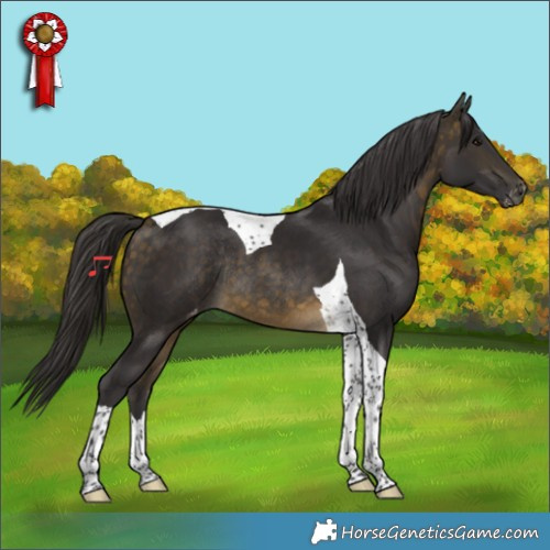 Horse Color:Buckskin Tobiano Appaloosa Rabicano
