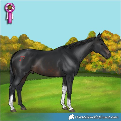 Horse Color:Brown Tobiano Rabicano
