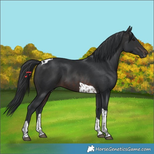 Horse Color:Brown Tobiano 
