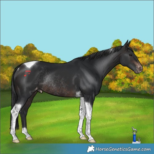 Horse Color:Brown Tobiano Appaloosa Rabicano 