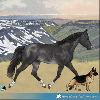 Horse Color:Platinum Buckskin Rabicano 