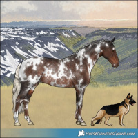 Horse Color:White Spotted Liver Chestnut Mushroom Rabicano