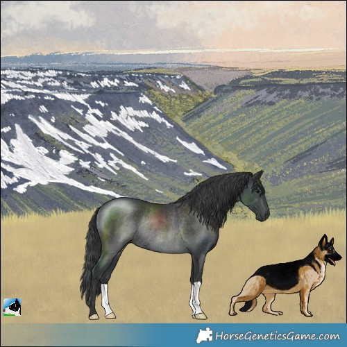 Horse Color:Black Rabicano