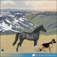 Horse Color:Black Rabicano