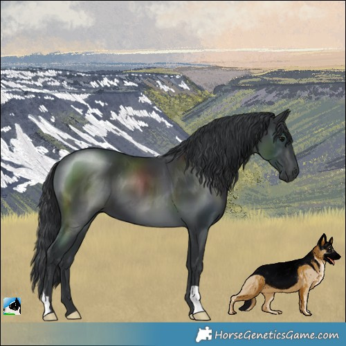 Horse Color:Black 