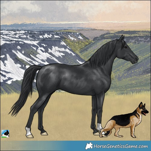 Horse Color:Black 