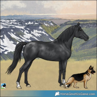 Horse Color:Black 