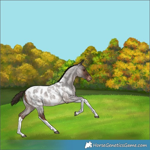 Horse Color:Liver Red Roan Tobiano Appaloosa 