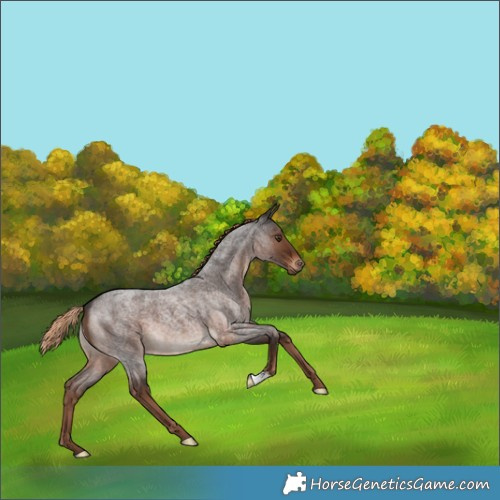 Horse Color:Liver Red Roan 