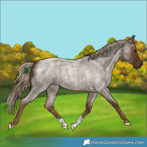 Horse Color:Chocolate Palomino Roan 