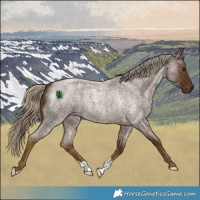 Horse Color:Chocolate Palomino Roan 