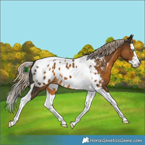 Horse Color:Chocolate Palomino Splash Tobiano Appaloosa