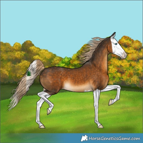 Horse Color:Chocolate Palomino Splash Appaloosa