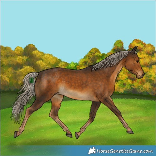 Horse Color:Chocolate Palomino 