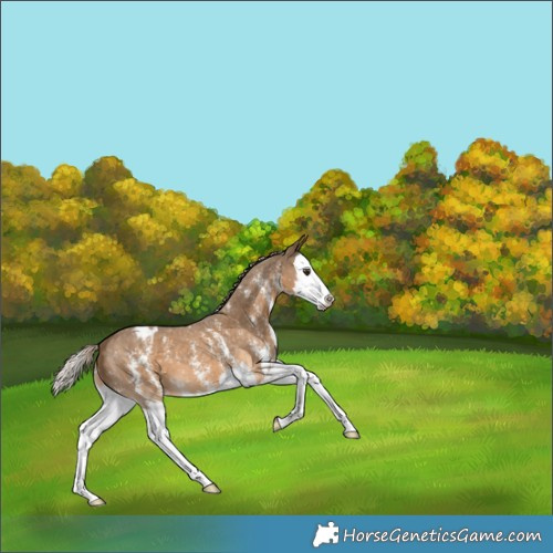 Horse Color:Chocolate Palomino Sabino Splash Appaloosa 