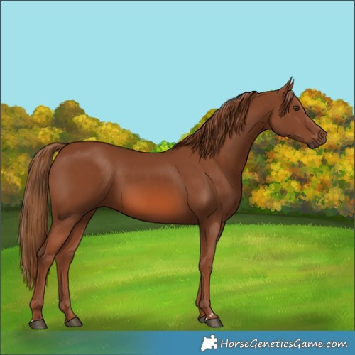Horse Color:Chestnut 