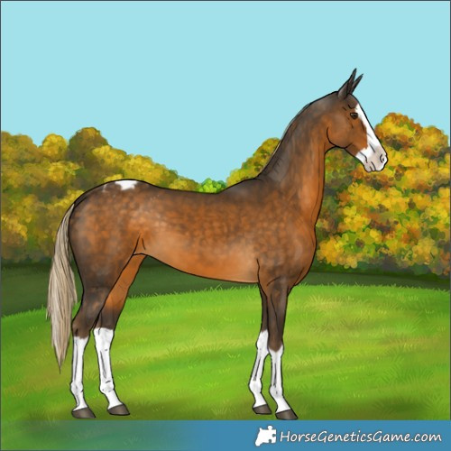 Horse Color:Chocolate Palomino Splash Appaloosa 