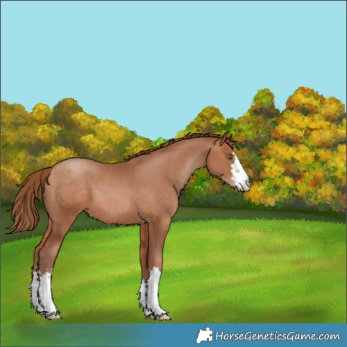 Horse Color:Brown Pearl 
