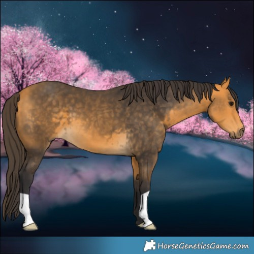 Horse Color:Buckskin