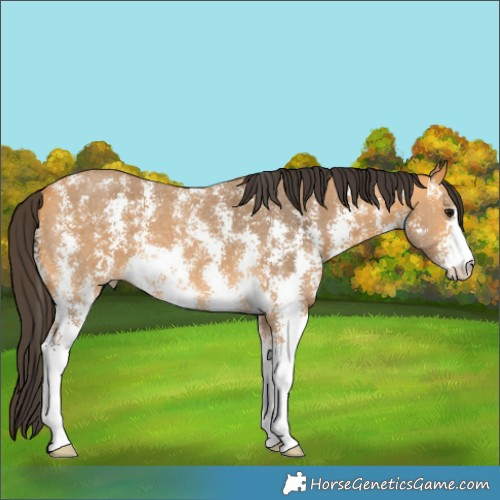 Horse Color:Buckskin Sabino