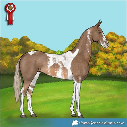 Horse Color:Chocolate Palomino Sabino Tobiano 