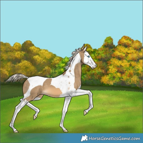 Horse Color:Chocolate Palomino Dun Splash Tobiano
