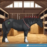 Horse Color:Black 