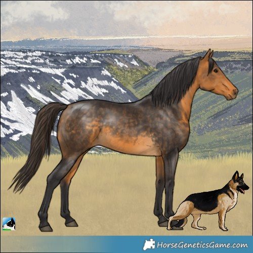 Horse Color:Buckskin Rabicano 