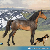 Horse Color:Buckskin Rabicano 