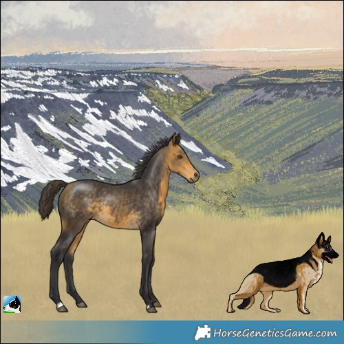 Horse Color:Buckskin Mushroom 